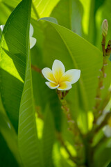 white tropical plumeria flower on leaves. White frangipani (plumeria) tropical flower