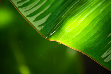 a huge palm leaf and a drop of water in the sunlight