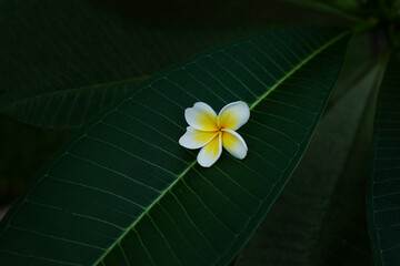 white tropical plumeria flower on dark leaves. contrast photo. White frangipani (plumeria) tropical flower