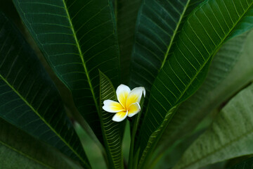 white tropical plumeria flower on dark leaves. contrast photo.White frangipani (plumeria) tropical flower