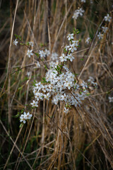 Little white flowers of wild fruit trees. The small white flowers stand out against a background of dry brown grasses.