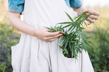 Close-up of green herbs in a pocket. A young woman in a linen apron holds cannabis leaves. The hemp plant is in female hands.