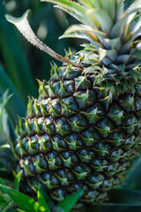 Fototapeta premium Pineapple grow on tree in garden