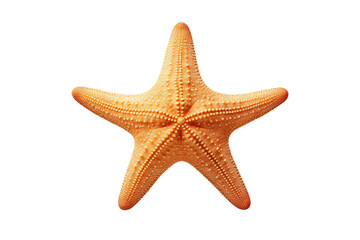 Fototapeta na wymiar Starfish on White Background. On a Clear PNG or White Background.