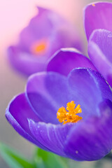 Close-up of a purple Crocus flower on blur background