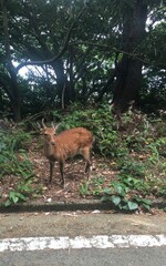 Yaku Deer, YAKUSHIKA, a deer that lives only on Yakushima Island in the south of Japan. You can easily meet the deer in the wild while driving through the forest.