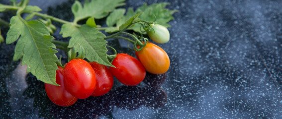 Red cocktail tomatoes isolated on gray background.