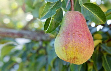 Large pear in the summer garden.