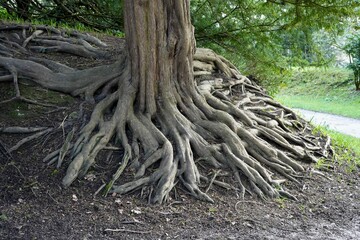 Exposed intertwined roots on an ancient tree, Derbyshire, England, UK.