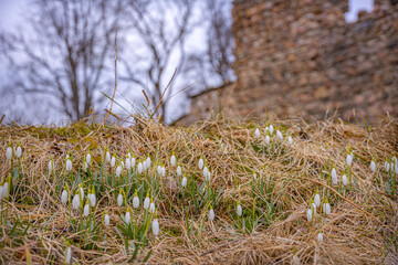 Snowdrops are the first spring flowers. Spring nature view in the spring grass.