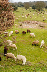 Fototapeta premium Flock of sheep in the field in autumn.