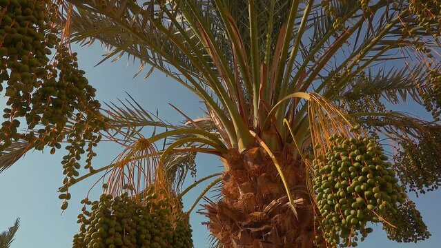Raw green fruits of the date palm on the back ground of a clear blue sky