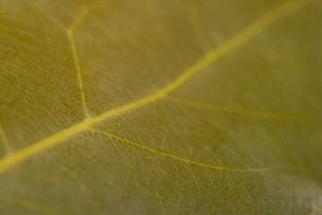 Spice, bay leaves on pink background.