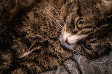 A spotted house cat with green eyes.