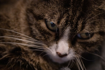 A spotted house cat with green eyes.