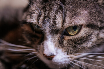 A spotted house cat with green eyes.