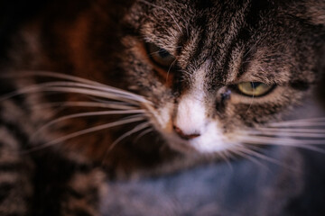 A spotted house cat with green eyes.