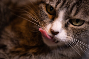 A spotted house cat with green eyes.