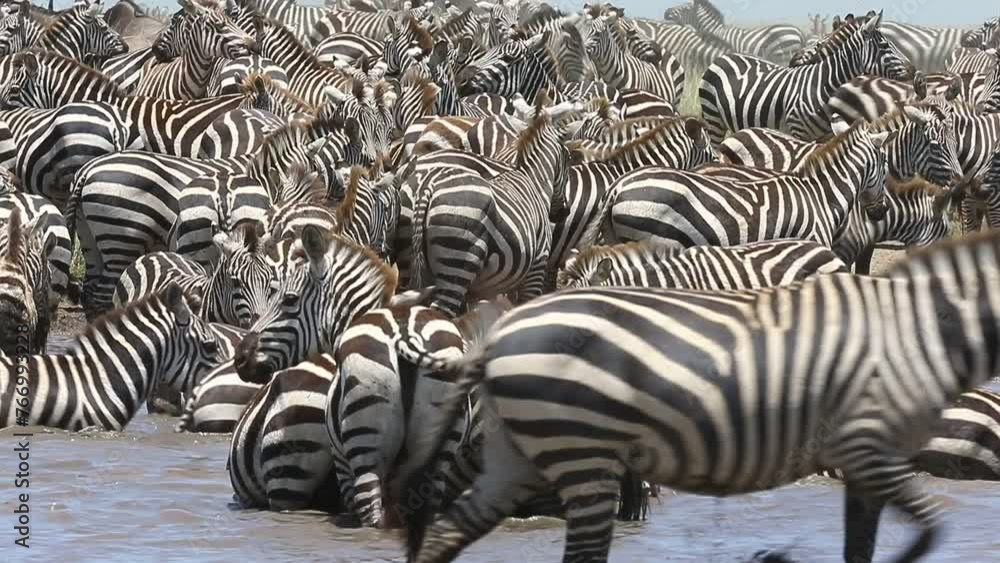 Wall mural big group of zebras at a watering hole in the savannah. tanzania. serengeti national park.