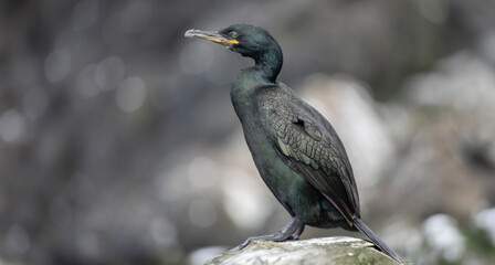  European Shag, phalacrocorax aristotelis,  on the rocky coast