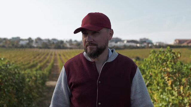 Man with a beard and a baseball cap smiles and walks between the rows of grape bushes. Wine tourism