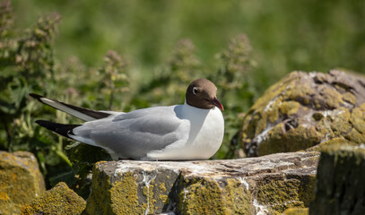 Black-headed gull or Chroicocephalus ridibundus, is a species of black-faced bird in the family Laridae