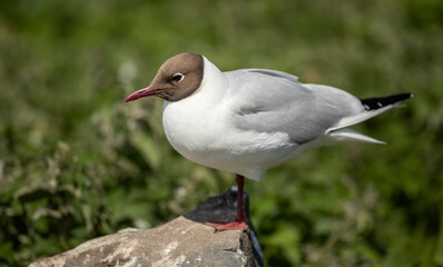 Black-headed gull or Chroicocephalus ridibundus, is a species of black-faced bird in the family Laridae