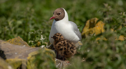 The black-headed gull  larus ridibundus  and chick in the nest