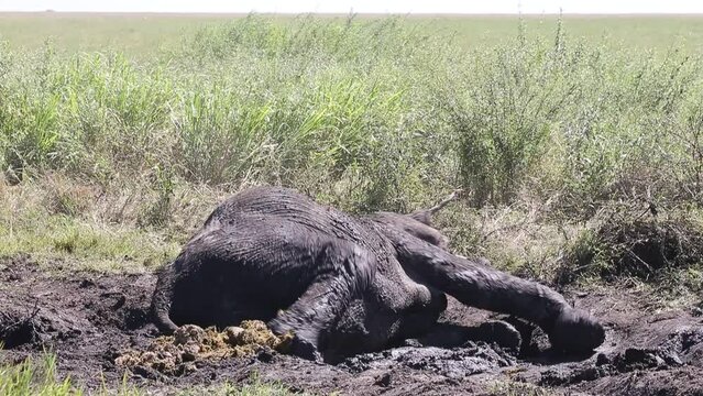Elephant is taking mud baths in the savannah. Tanzania. Serengeti National Park.