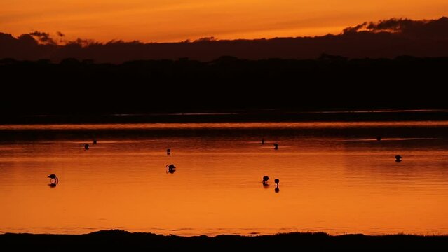 Early sunrise at Lake Ndutu. Flamingo in pink light. Tanzania.