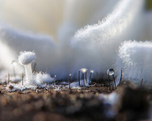 Mushroom