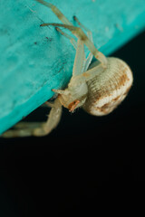 Details of a white crab spider perched on a light blue surface