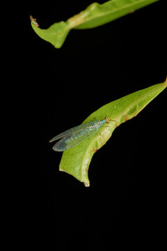 Details of a green lacewing Chrysopidae insect