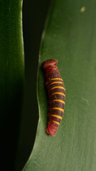 a small red and yellow caterpillar walking on a green leaf