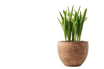 Potted Plant With Green Leaves on White Background. On a Clear PNG or White Background.