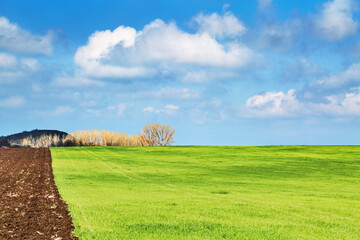 Fresh green field and blue sky - 767000269