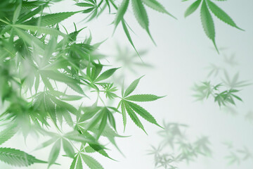 Soft focus green cannabis leaves with translucent effect