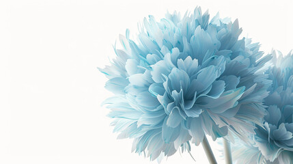 Detailed capture of a large shaggy light blue flower isolated on white.