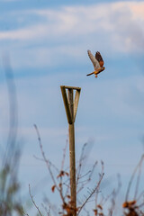 A kestrel flies off from a perch in the forest