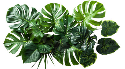 Exotic plant foliage isolated on white backdrop.