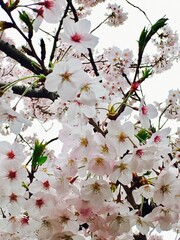 Cherry blossom in Tokyo, Many people come to see the cherry blossoms in beginning of spring.