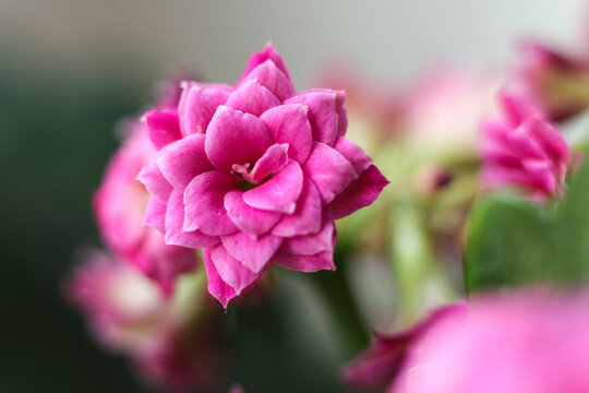 Beautiful pink kalanchoe flowers in the garden. Shallow depth of field.