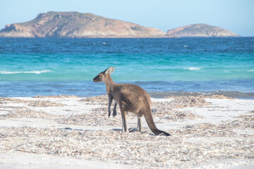 Kangaroo on White Australian Beach