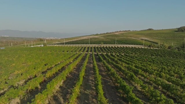 Drone flight over beautiful hilly grape terroirs with well-groomed lush grape bushes