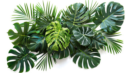 Lush tropical leaves arrangement on white background.