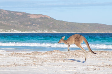 Kangaroo on White Australian Beach