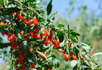Goji berry fruits and plants in sunshine field © lzf