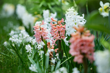 hiacynty, wiosenna rabata z kwiatami hiacynta i białą cebulica syberyjska (Scilla siberica)	 - obrazy, fototapety, plakaty