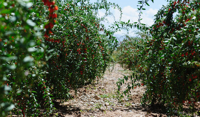 Fototapeta na wymiar Goji berry fruits and plants in sunshine field