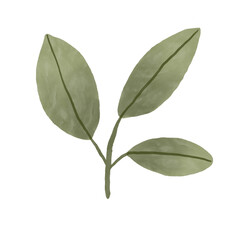 Obraz premium bay leaves